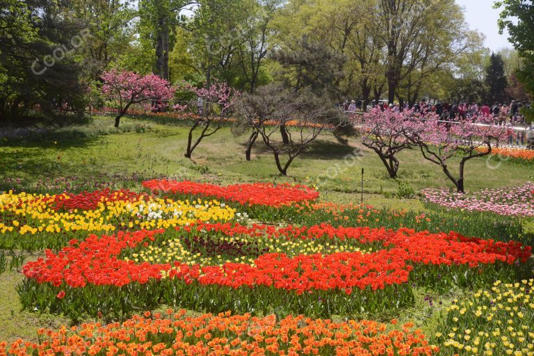 风光类：北京植物园第18届世界名花展，郁金香花展