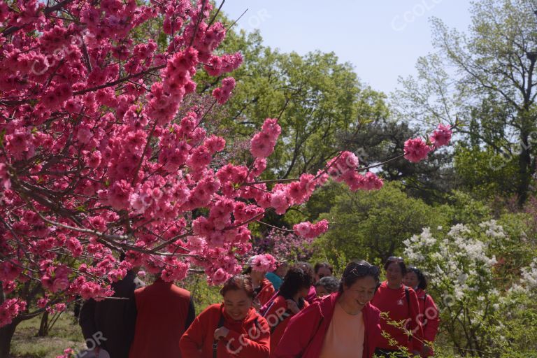 风光类：北京植物园的晚春，桃花节