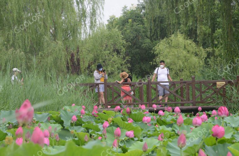 风光类：北京的七月，奥森公园的荷花