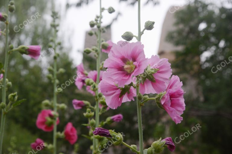 风光类：北京植物园夏日风光，茁生石边的蜀葵