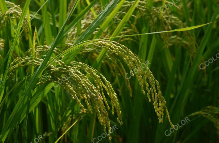生活类：秋分（农民丰收季），京西稻田