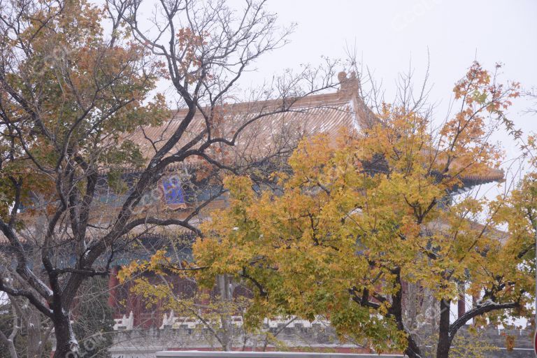 风光类：2021年立冬日，北京初雪