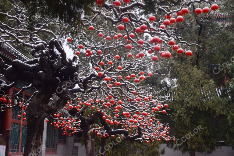 风光类：颐和园的冬季，仁寿殿和乐寿堂的红灯笼