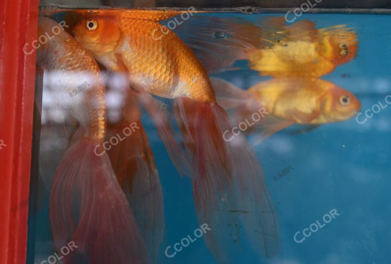 动物类：传统金鱼展
