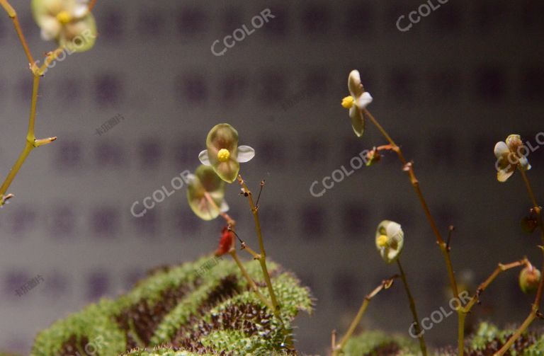 植物类：世界珍惜濒危植物，铁甲秋海棠