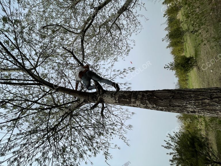 瀛海公园爬树的人