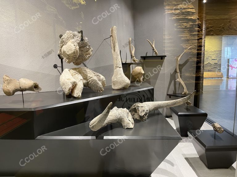 蔚州博物馆的化石