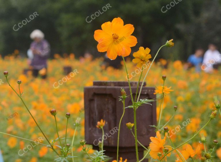 奥森公园的菊花