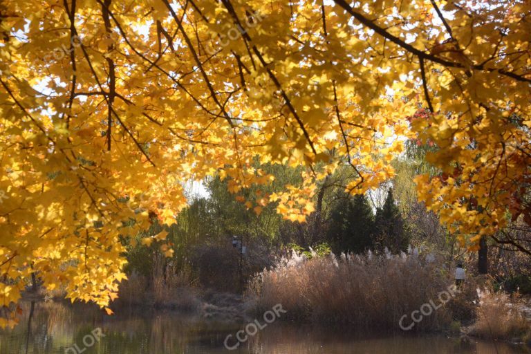 澄湖秋色，国家植物园秋季风光