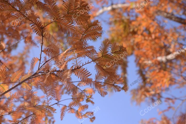 澄碧湖北岸的水杉树，国家植物园秋季风光