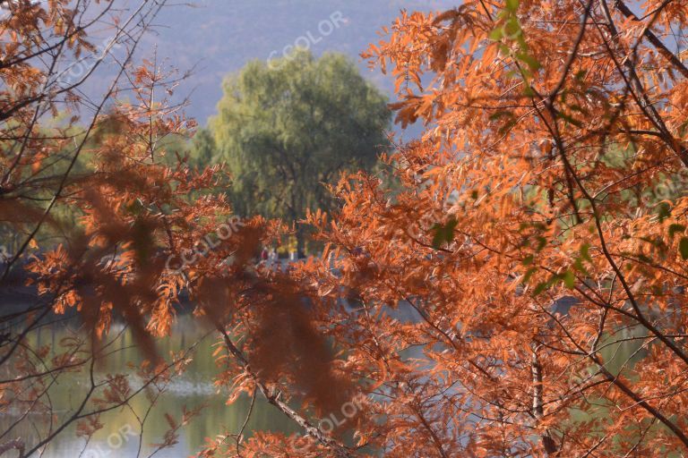 澄明湖畔的彩叶，国家植物园秋季风光