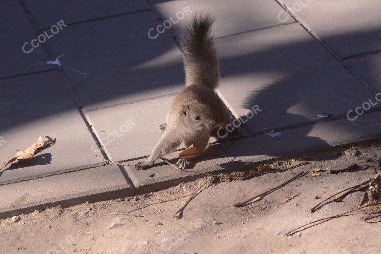 动物类：天坛公园的松鼠