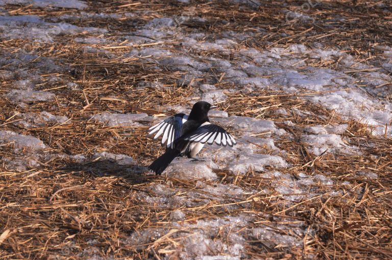 奥森公园冬季景观，湿地中的喜鹊
