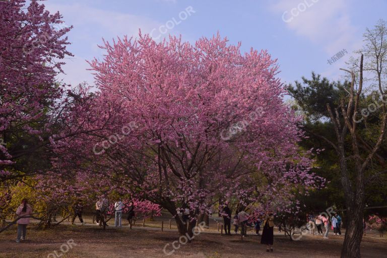 国家植物园桃花节
