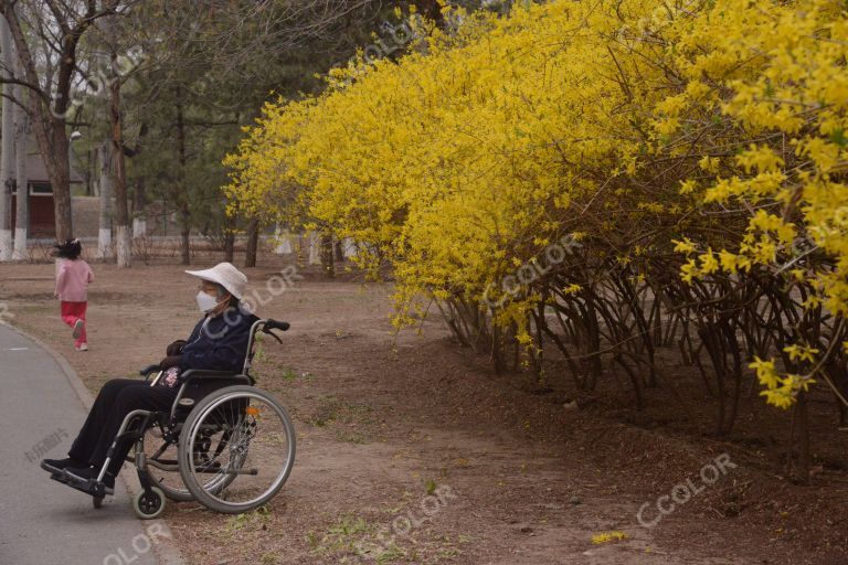 奥森公园，连翘花前坐轮椅的老人