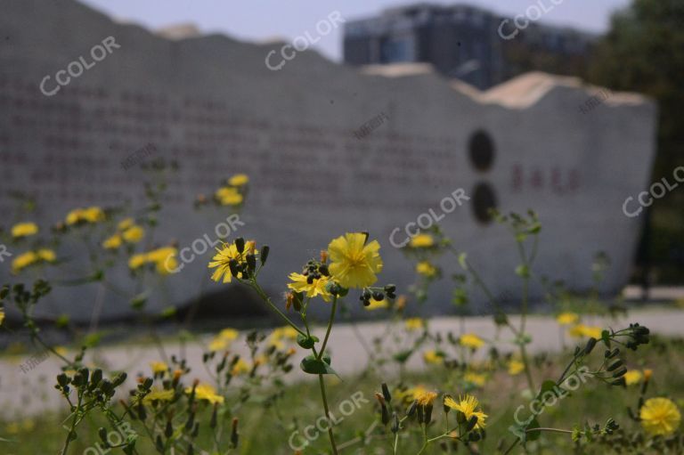 奥森公园劳动广场的春花和“劳动光荣”石刻