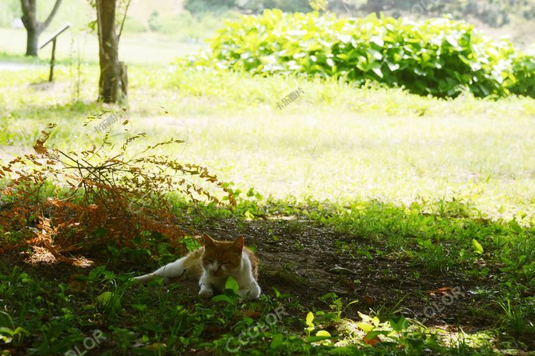 夏季场景，树荫下纳凉的流浪猫
