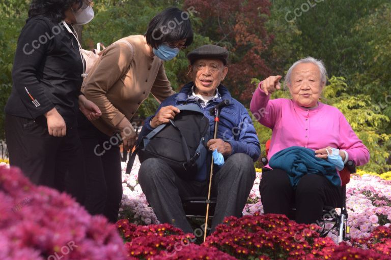 国家植物园，重阳节观赏菊花的老人