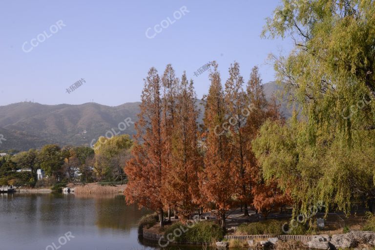 国家植物园秋季风光，澄碧湖岸边的水杉林