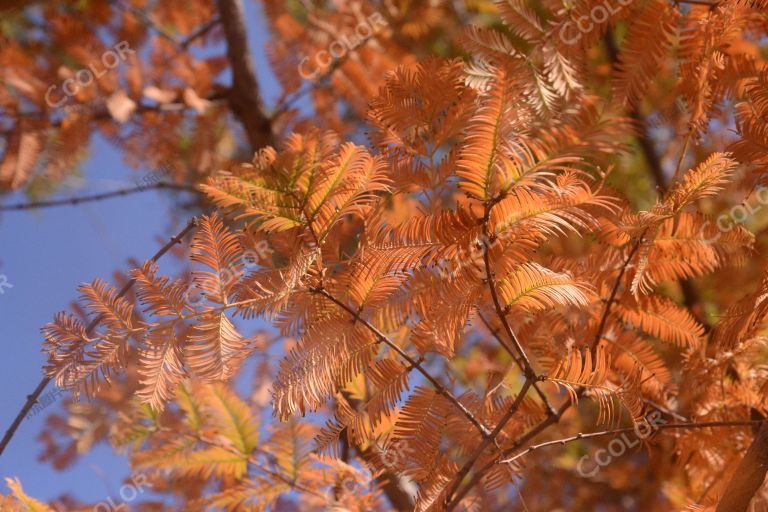 国家植物园秋季风光，水杉树的彩叶