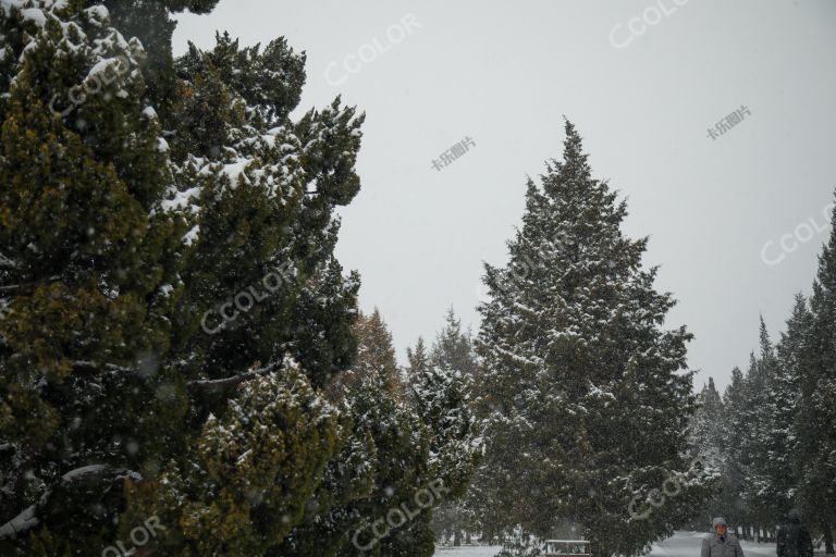 挂雪的柏树