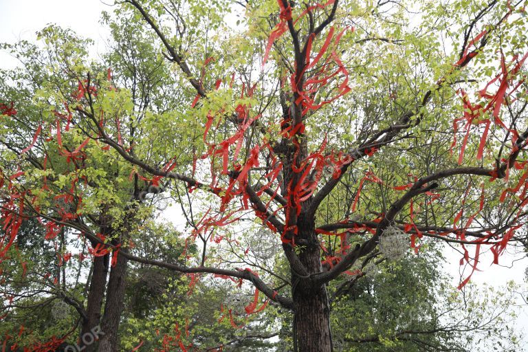 树木上的红丝带