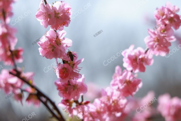 春天采蜜的小蜜蜂