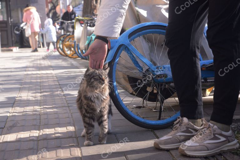 城市街头的流浪动物，流浪猫